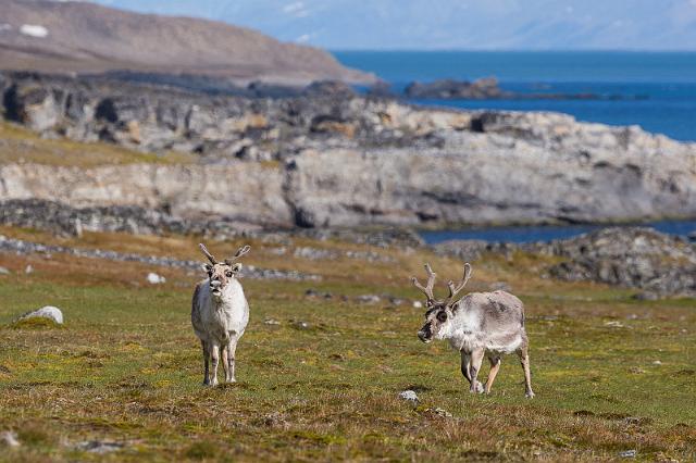 092 Varsolbukta, rendieren.jpg